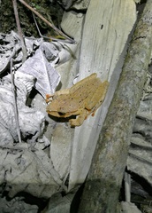 Polypedates himalayensis