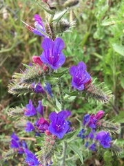 Echium vulgare