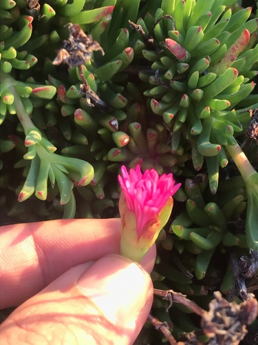 Image of Lampranthus pauciflorus by (c) Ren Hoekstra, some rights reserved (CC BY)