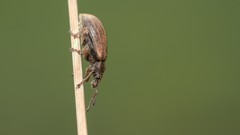 Phyllobius
