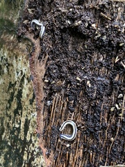 Spirobolellus immigrans