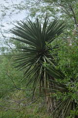 Yucca treculiana