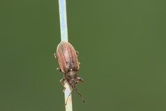 Phyllobius
