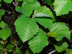 Fothergilla major