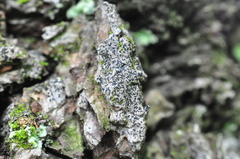 Alyxoria varia