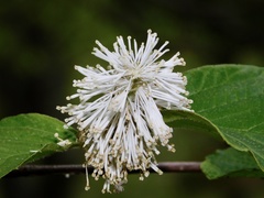 Fothergilla major