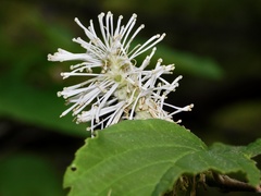 Fothergilla major