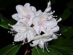 Rhododendron minus