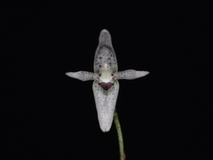 Pleurothallis odobeniceps