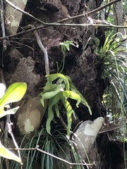 Image of Ophioglossum palmatum