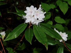 Rhododendron minus