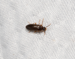 Mycetocharina