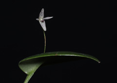 Pleurothallis odobeniceps