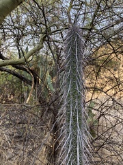 Lemaireocereus hollianus