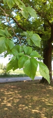 Ulmus glabra