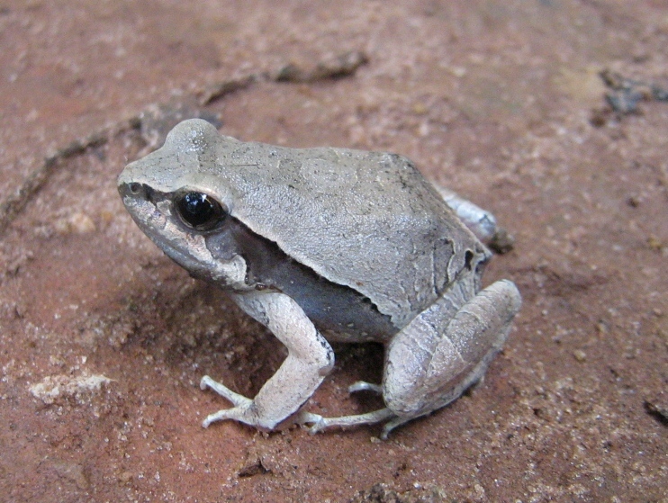Central Dwarf Frog