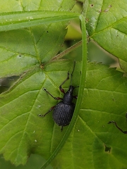 Otiorhynchus pyrenaeus