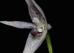 Pleurothallis odobeniceps