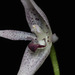Pleurothallis odobeniceps - Photo (c) Kevin W. Holcomb, some rights reserved (CC BY-NC), uploaded by Kevin W. Holcomb
