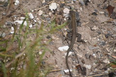 Aspidoscelis gularis