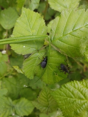 Otiorhynchus pyrenaeus