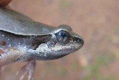 Physalaemus centralis