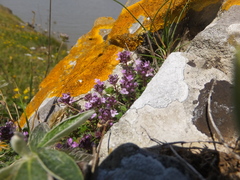 Thymus praecox britannicus