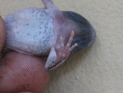 Physalaemus centralis