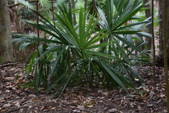 Sabal mauritiiformis