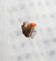 Microphotus angustus