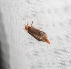 Microphotus angustus