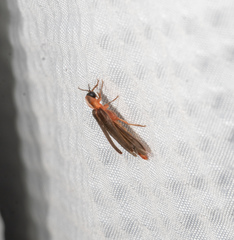 Microphotus angustus