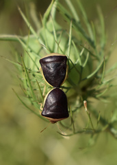 Ventocoris rusticus