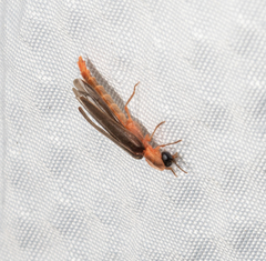 Microphotus angustus