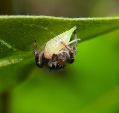 Phidippus insignarius