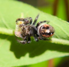 Phidippus insignarius