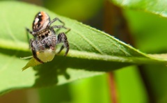 Phidippus insignarius