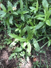 Saponaria officinalis