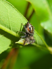 Phidippus insignarius