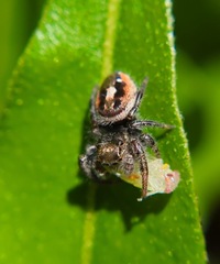 Phidippus insignarius