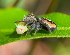 Phidippus insignarius
