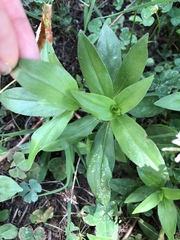 Saponaria officinalis