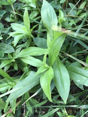 Saponaria officinalis