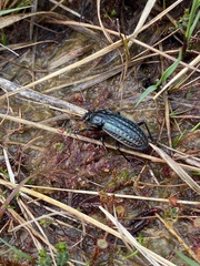 Carabus clatratus