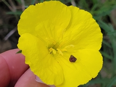 Oenothera berlandieri pinifolia