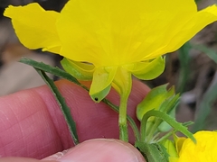 Oenothera berlandieri pinifolia