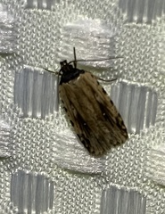 Agonopterix atrodorsella