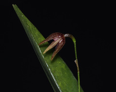 Pleurothallis duplex