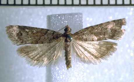 Cnephasia ochnosema