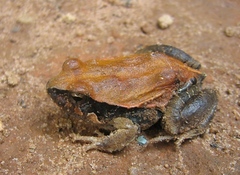 Physalaemus centralis